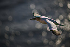 flying gannet