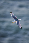 flying gannet