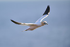 flying gannet