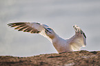 gannet
