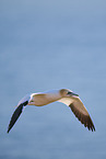 flying gannet