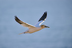 flying gannet