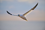flying gannet