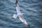 flying gannet