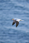 flying gannet