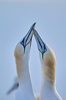 gannet portrait