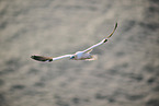 flying gannet