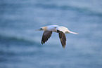 flying gannet