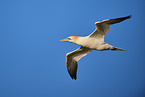 flying gannet