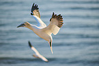 flying gannets