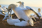 gannet
