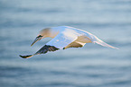 flying gannet
