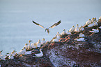 gannet