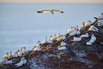 gannet