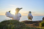 gannet