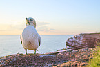 gannet