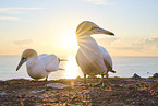 gannet