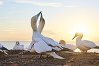 gannet