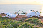 gannet