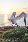 gannet