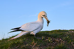 gannet