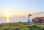 gannet