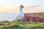 gannet