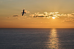 flying gannet