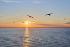 flying gannets