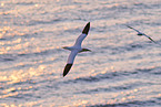 flying gannets