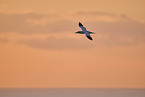 flying gannet