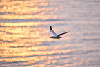 flying gannet