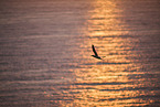 flying gannet