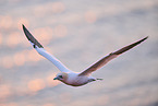 flying gannet