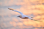 flying gannet
