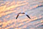 flying gannet