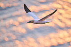 flying gannet