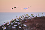 flying gannets