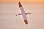 flying gannet