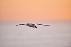 flying gannet