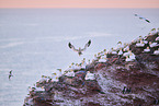 flying gannets