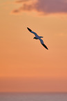 flying gannet