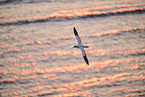 flying gannet