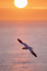 flying gannet