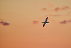 flying gannet