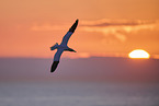 flying gannet