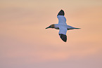 flying gannet