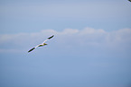 flying gannet