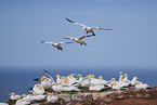 flying gannets