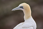 gannet portrait